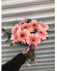 VAZODA GERBERA
